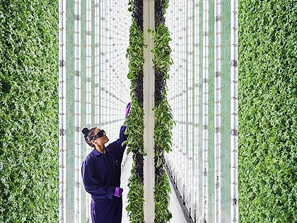 Plenty blooms with $400M as vertical farming startups address food shortages